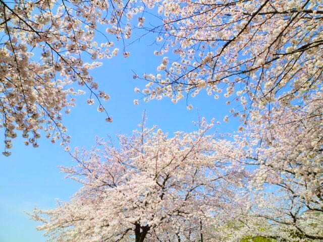 japan sakura