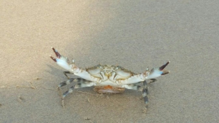 Battle Monster CRAB