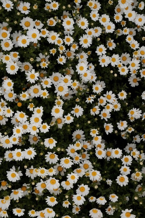chamomile, bellis wallpapers