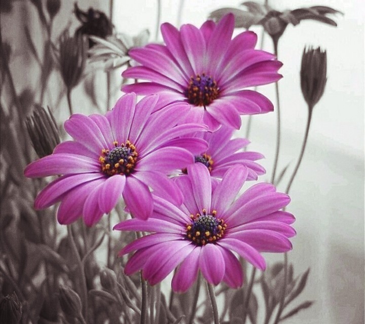 Fleurs mauves  !!!!