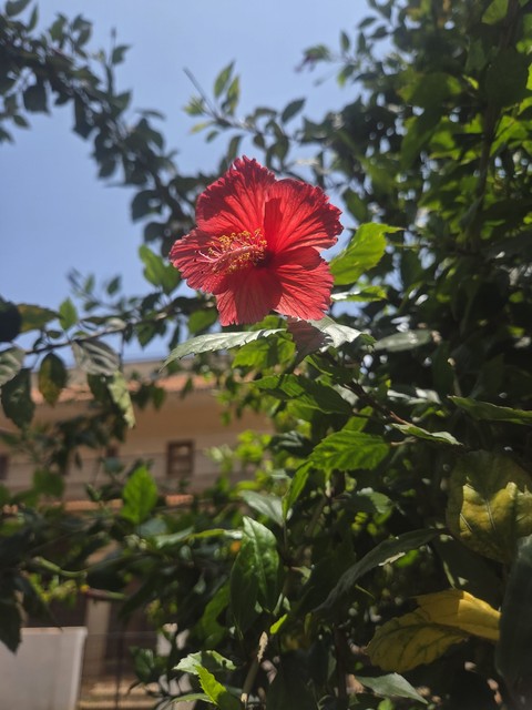 обои Pollen, pink