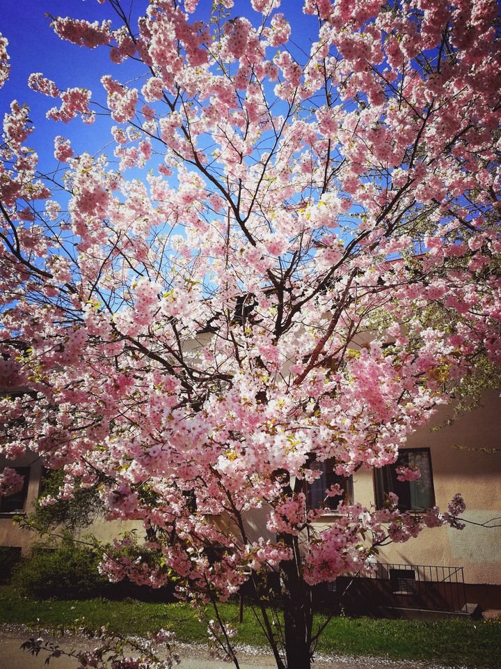 #cheery_blossom