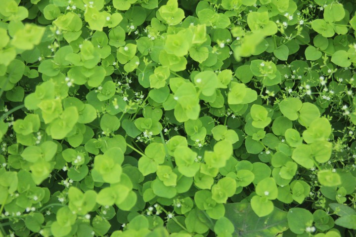 plant