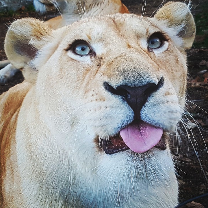 lion