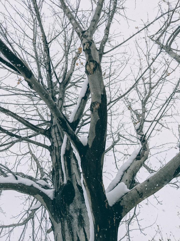 Snowy Sunday