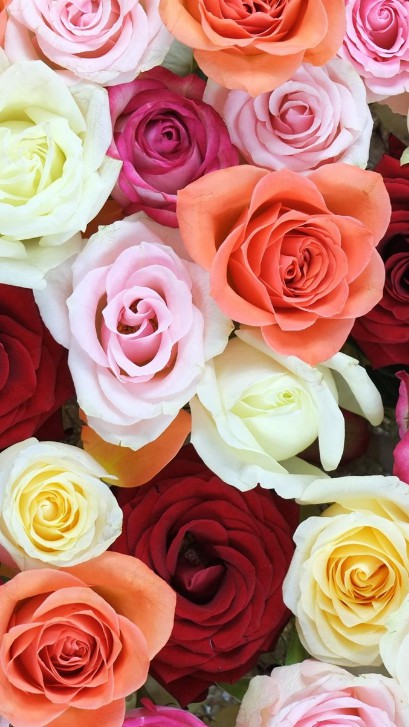 Roses