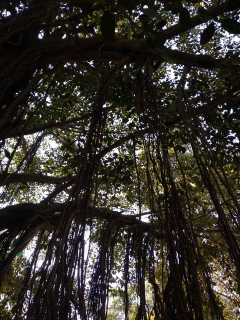 Tree life