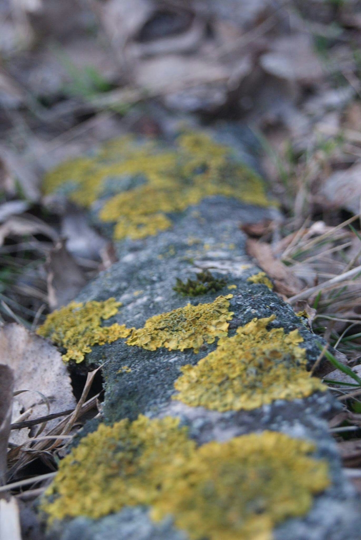 #piece_of_tree #yellow_circle