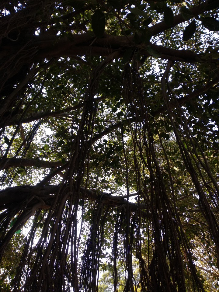 Tree life