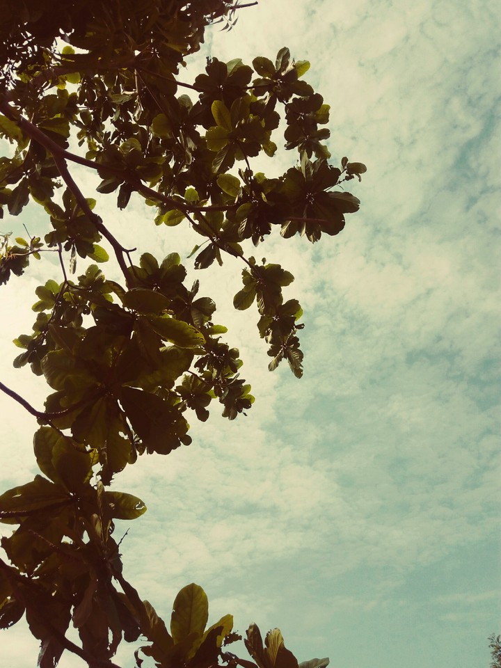 #trees #nature