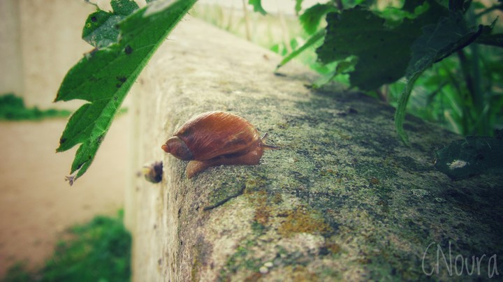 snails