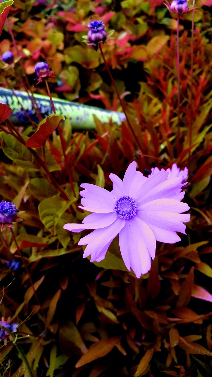 Purple flower