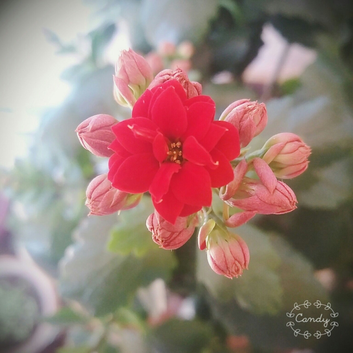 Flower