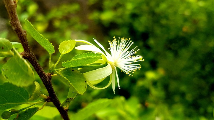 love flowers