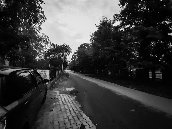 Black and white nature with trees and road.