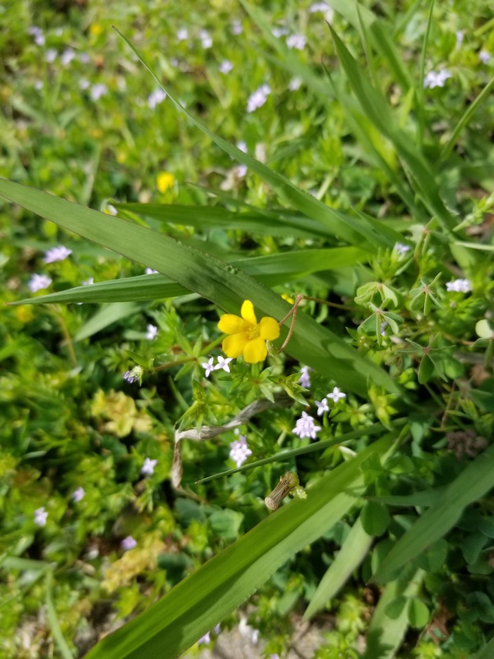 wild flower