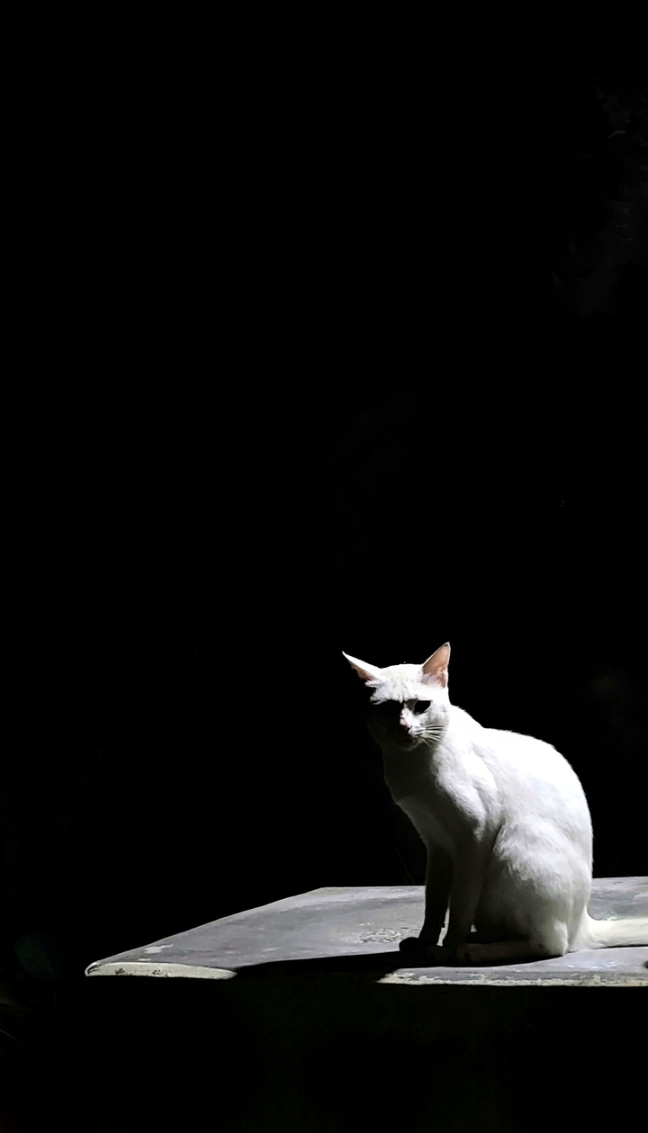 cat