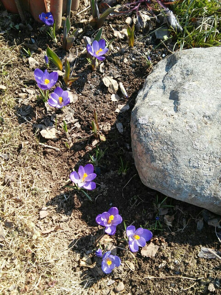 Only Blooming