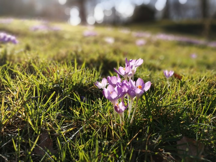 krokus