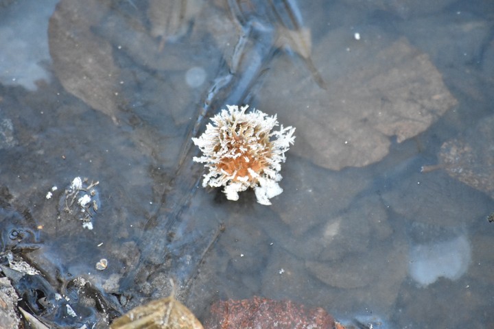 Frozen water and leafs