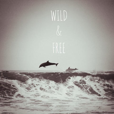 Free !!