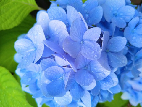 flower of rainy season
