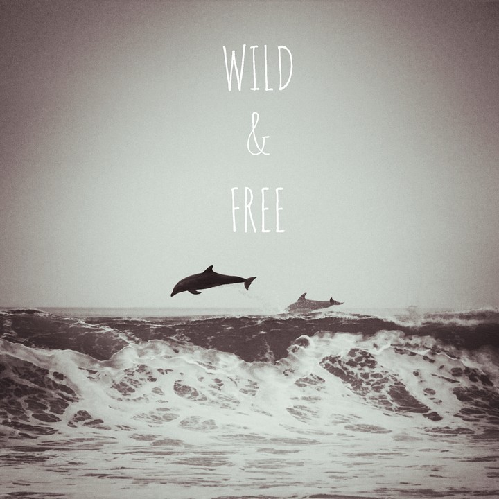 Free !!