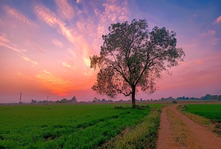 Farm