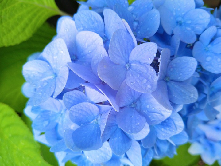 flower of rainy season