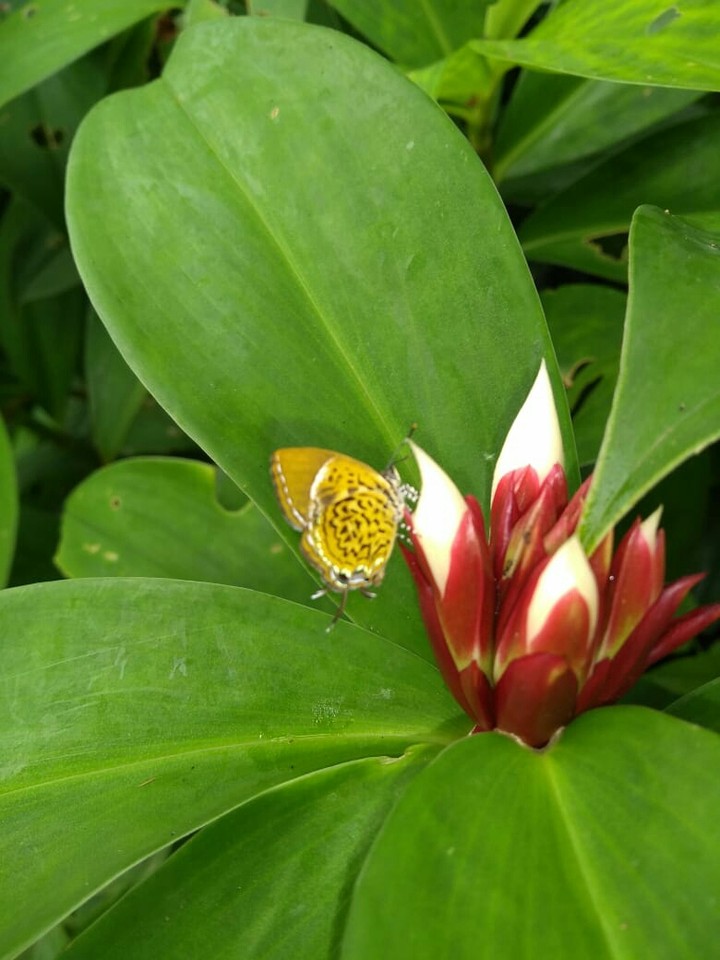 Yellow Butterfly