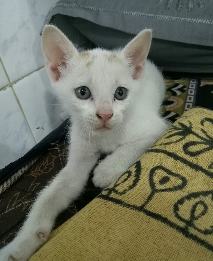 cat