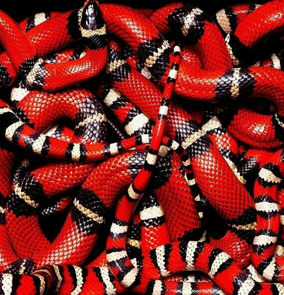 snake