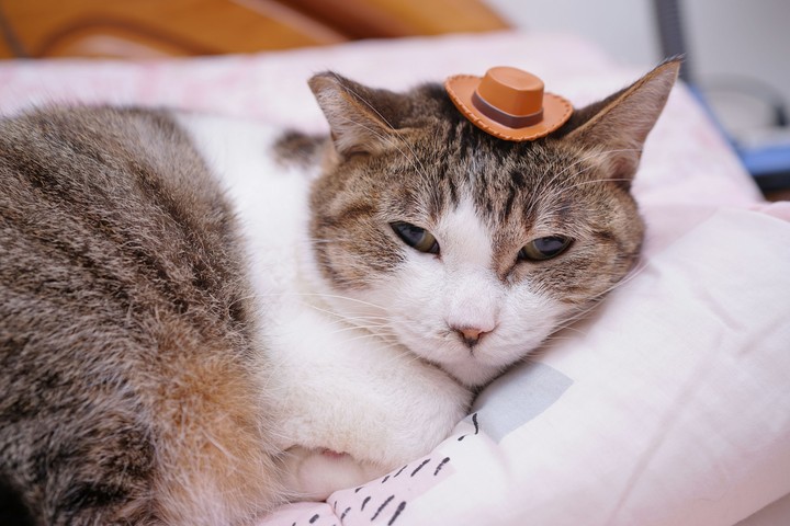 Cat in the hat