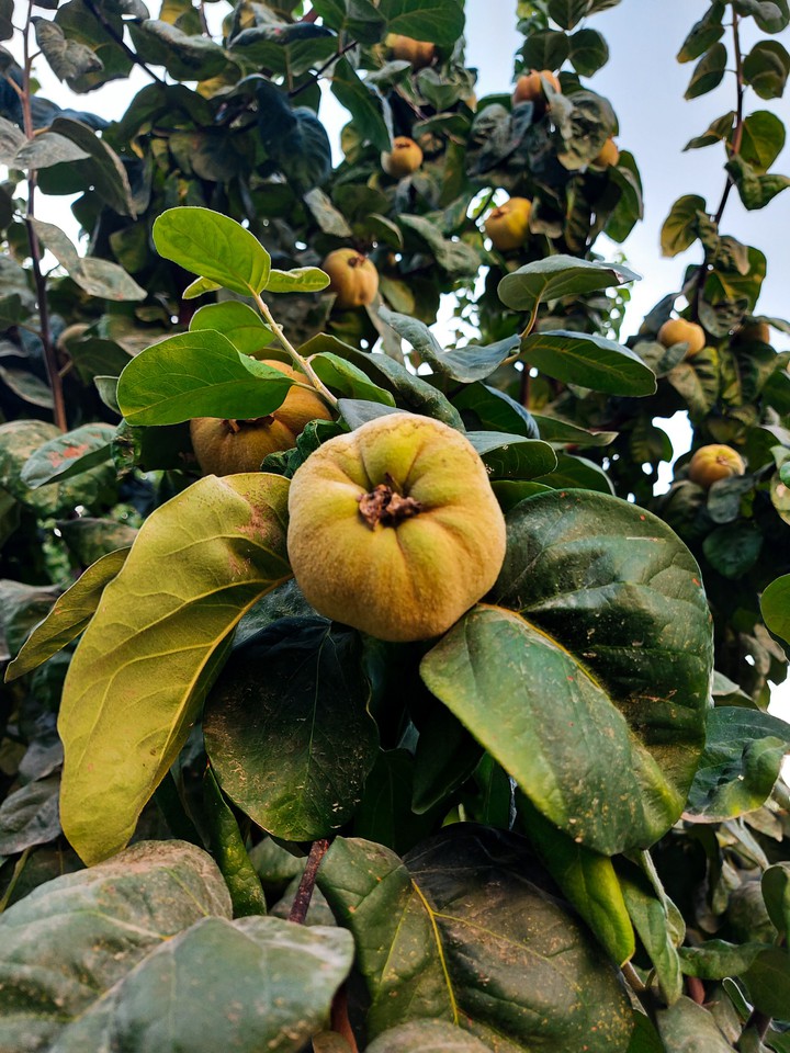 Apple quince