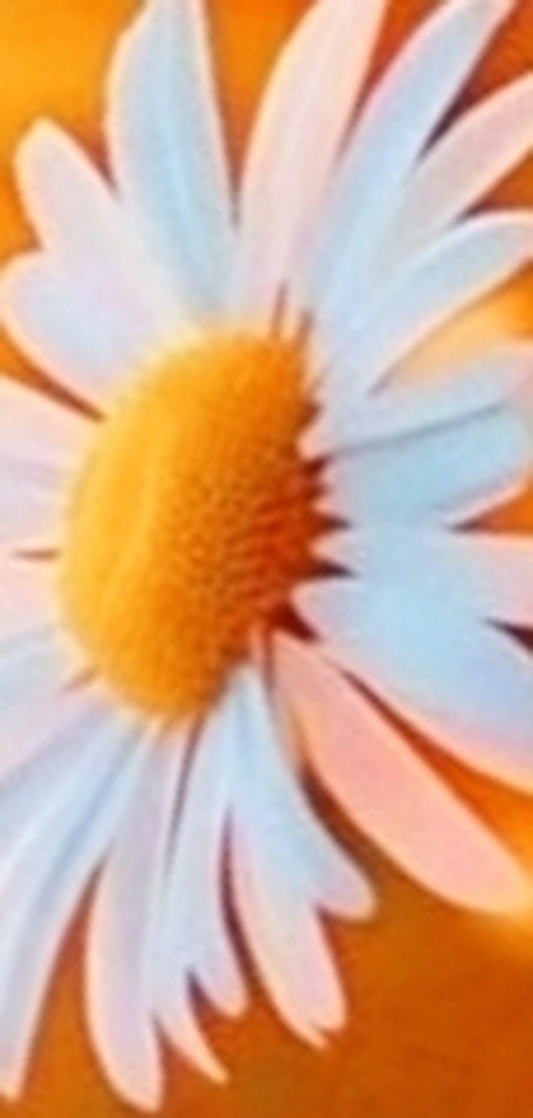 fondos de pantalla pink, Yellow