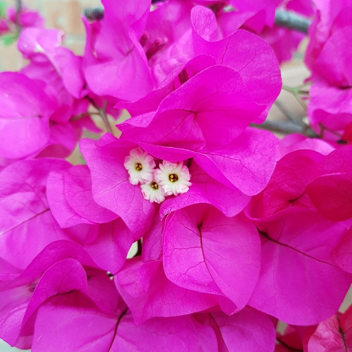 summer colour