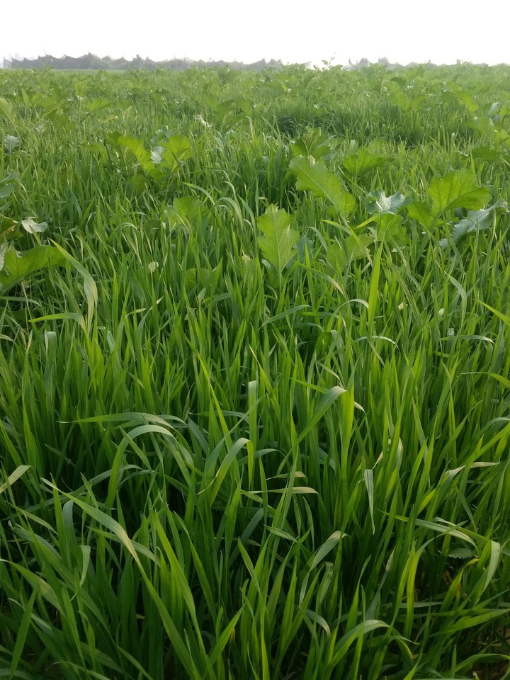 wheat