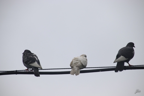 fondos de pantalla wing, beak