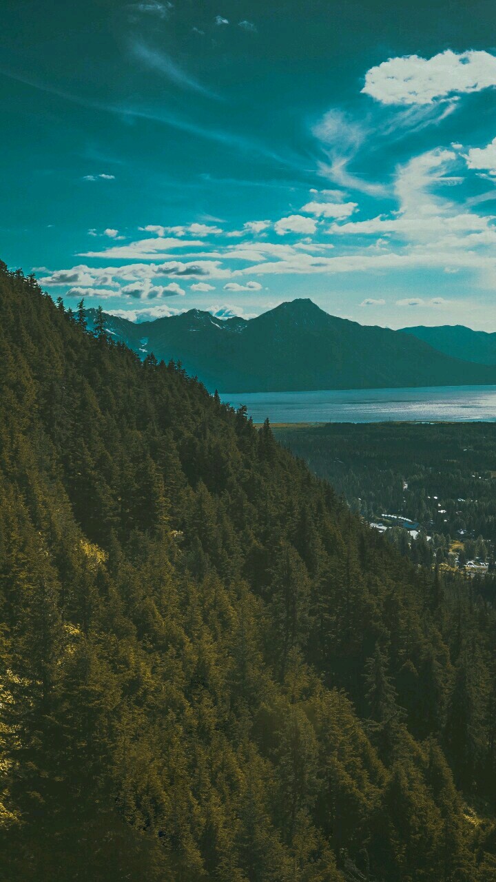 forest