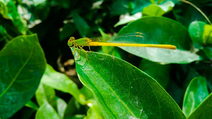 Dragon Fly