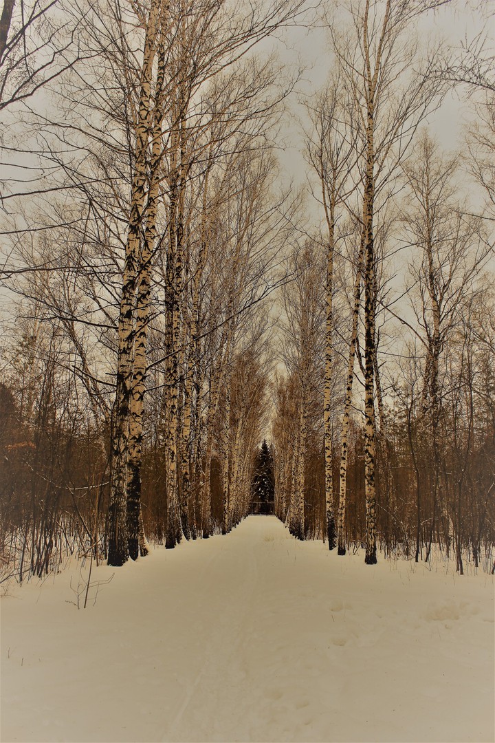Зимний лес