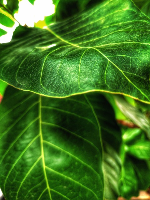 shiny leaf