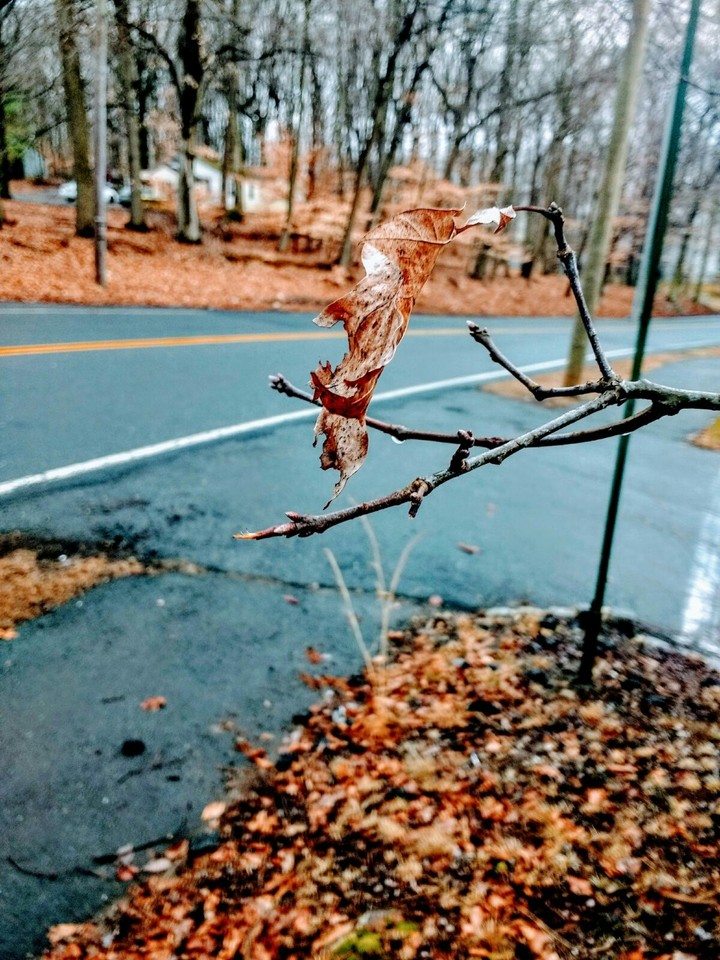 Autumn Leaf