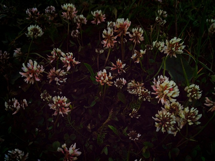 white clover