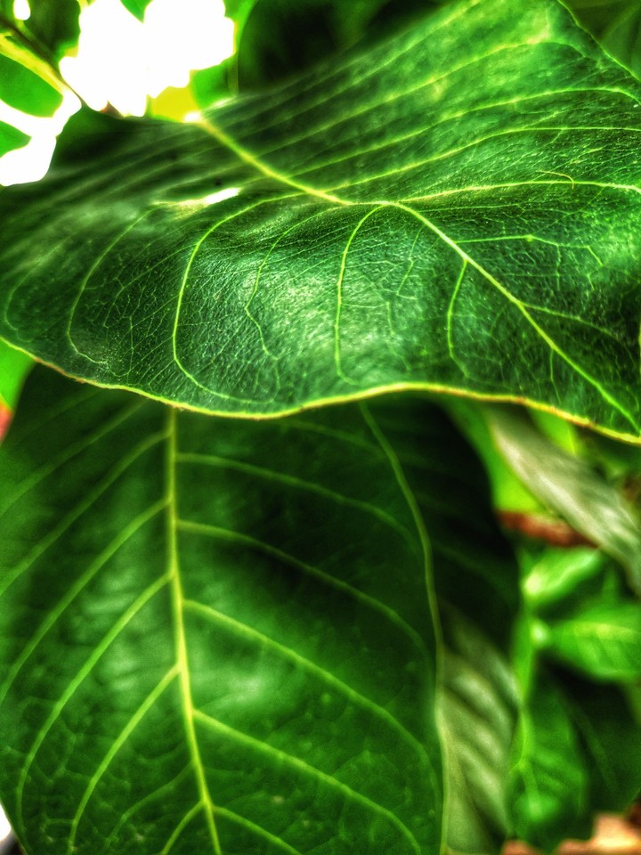shiny leaf