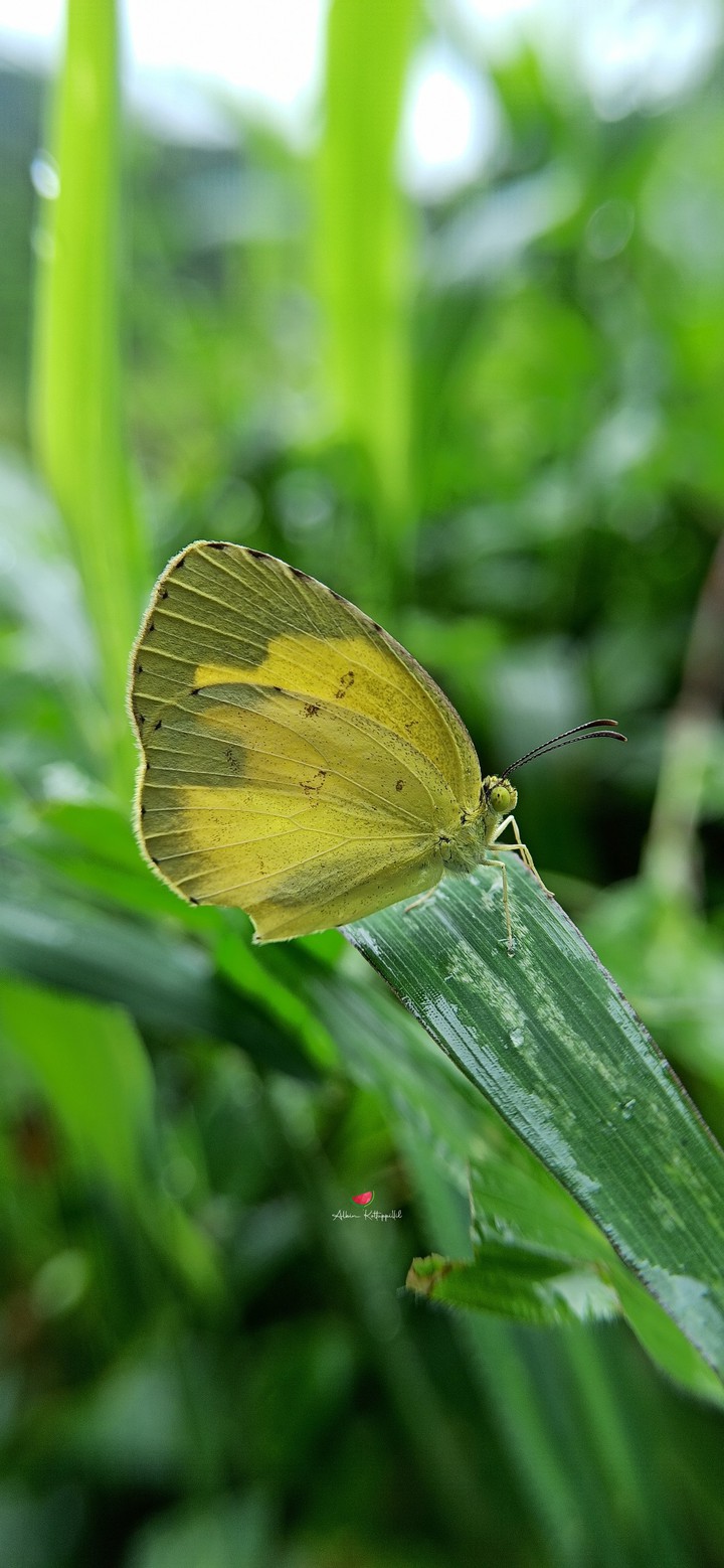 Yellow Butterfly