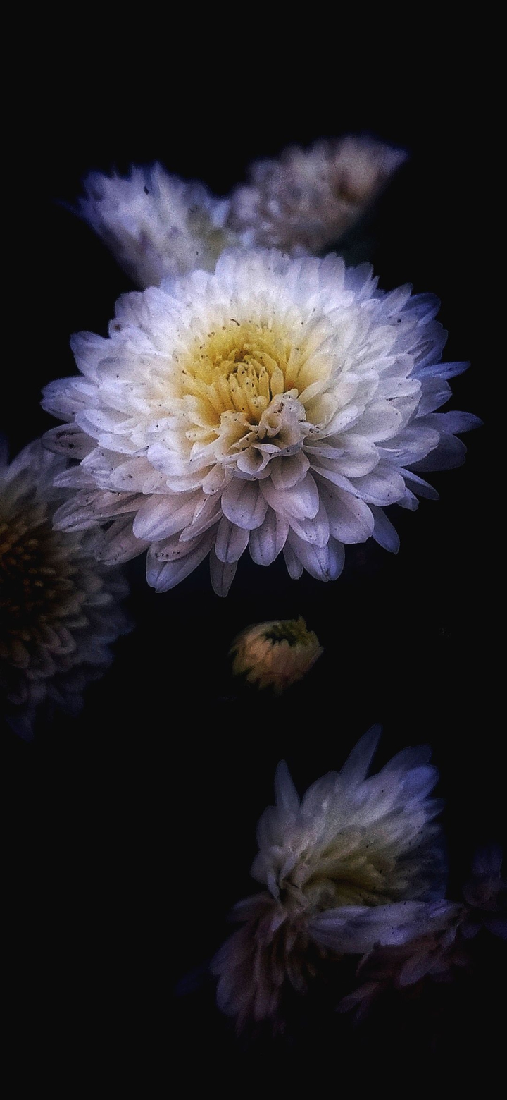 phool ?