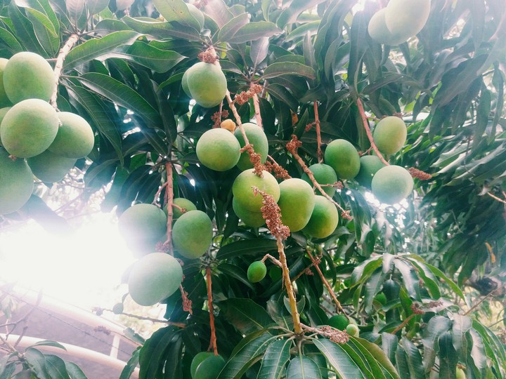 frutos