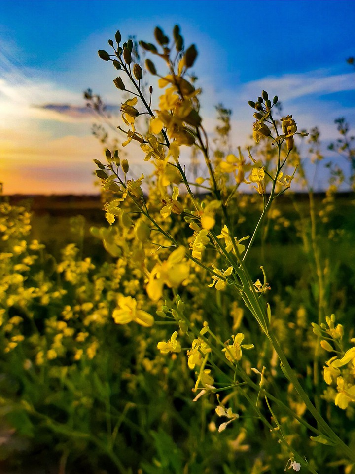 Flowers