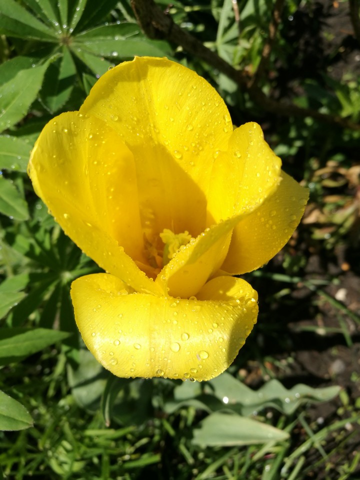 tulip